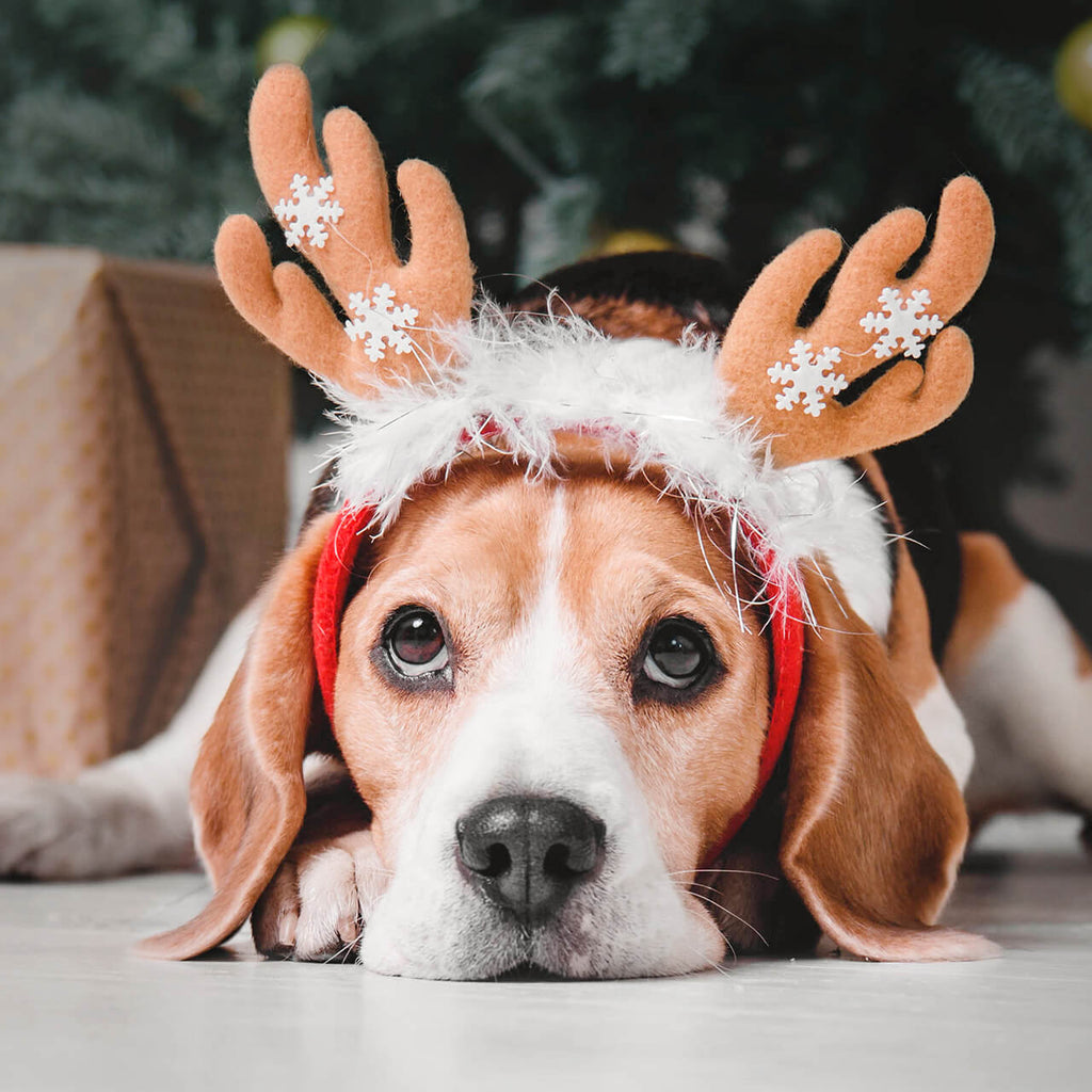 A Beagle wearing antlers